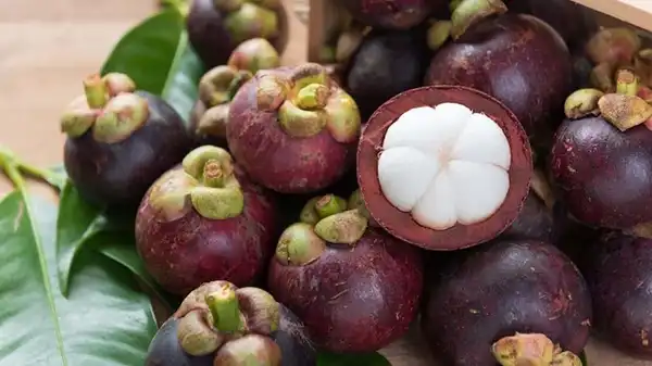 Why Choose OEM Mangosteen Extract Powder for New Products?